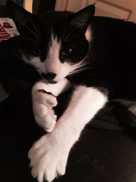 Polydactyl Cat Giving Thumbs Up