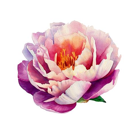 Watercolor blooming peony Painting by Inna Patiutko - Pixels