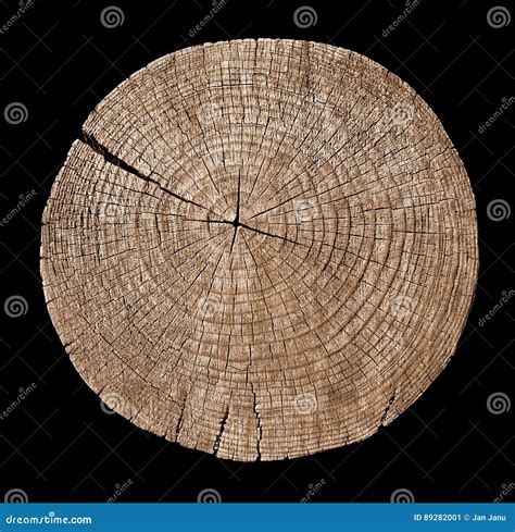 Cross Section Of Tree Trunk Showing Growth Rings Stock Image Image Of