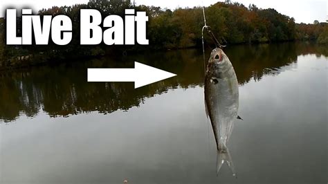 Bass Fishing With Live Bait On A Drop Shot Rig Youtube