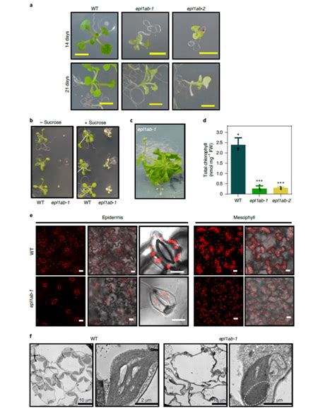 Nature Plants｜西班牙马德里理工大学揭示nua4复合物调控叶绿体生物发生的分子机制 基因 研究 叶绿体