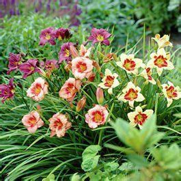 Daylilies Or Hemerocallis Are Easy To Grow Perennials That Add Beauty