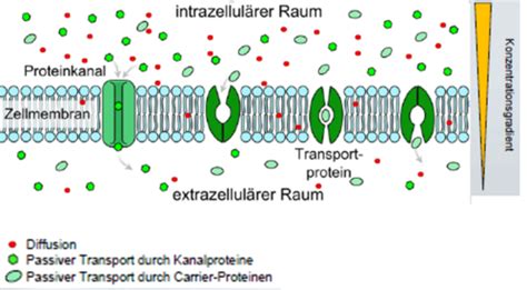 Biomembran Diffusion Und Osmose Membrantransport Flashcards