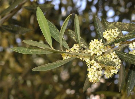 Olea europaea (Oleaceae) image 17076 at PlantSystematics.org
