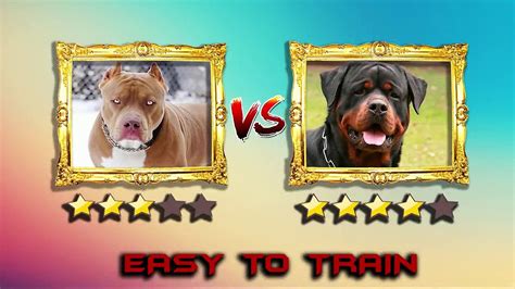 Pitbull Dog Vs Lion