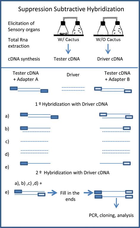 Schematic Diagram Of The Suppression Subtractive Hybridization