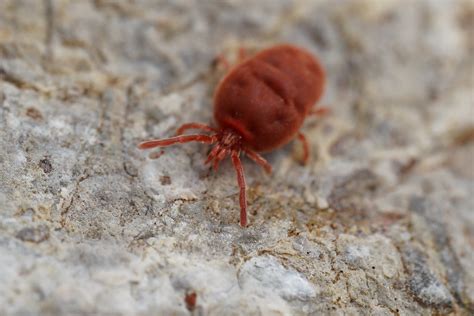 Rote Samtmilbe Trombidium Holosericeum 1 Rote Samtmilb Flickr