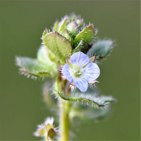 Efeu Ehrenpreis Veronica Hederifolia S L 1 Efeu Ehren Flickr