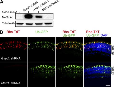 Reduced Rhodopsin Promoter Activity By Mef C Knockdown In Adult Retina