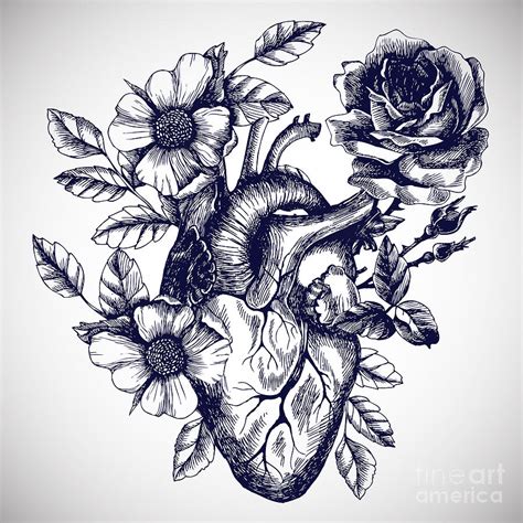 Cool Human Heart Drawings