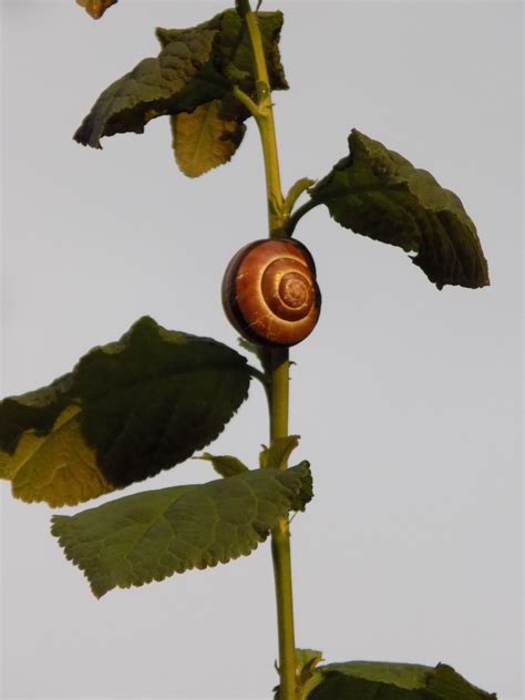 Free Images Tree Nature Branch Leaf Flower Green Produce