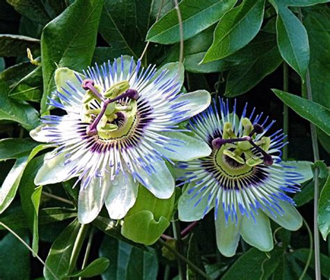 Passion Flower Blue Passiflora Caerulea Seeds