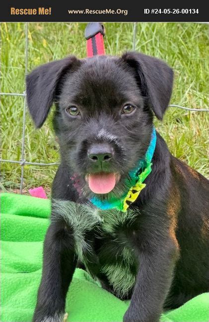 Adopt German Wirehaired Pointer Rescue Hortense Ga