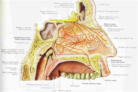 Human Nose Anatomy Diagram