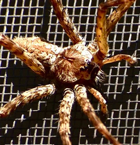 The Huntsman Giant Crab Spider From Australia Now Lives In Florida And Several Other States