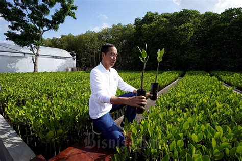 Presiden Kunjungi Tempat Pembibitan Pohon Mangrove Taman Hutan Raya