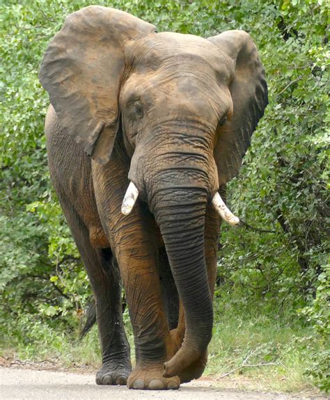 Savanna Elephant Loxodonta Africana Bull S Road Ea Flickr