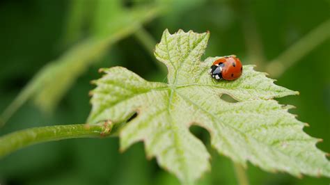 Coccinelle Feuille De Vigne Photo Gratuite Sur Pixabay Pixabay