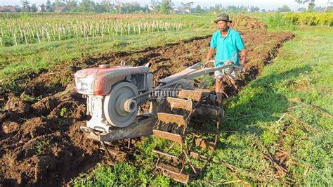 Membajak Lahan Bekas Tanaman Kacang Tanpa Air Dengan Traktor Sawah