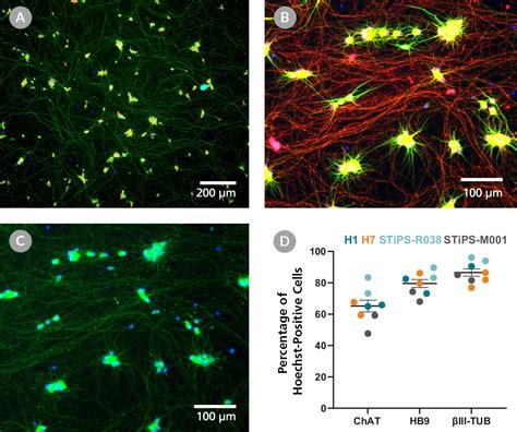 Stemdiff Motor Neuron Maturation Kit Stemcell Technologies