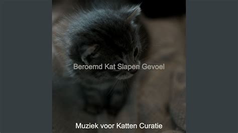 Beroemd Katten Geluiden Youtube