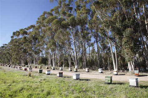 Bee hives, South Africa - Stock Image - C023/6367 - Science Photo Library