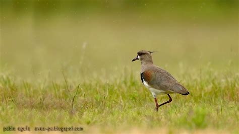 Vanellus chilensis Tero Común Southern Lapwing | mis fotos de aves