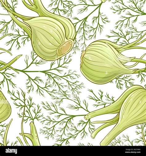 Fennel Plant Illustration Hi Res Stock Photography And Images Alamy