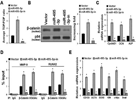 Figure From Mir P Facilitates Colon Cancer Cell Proliferation