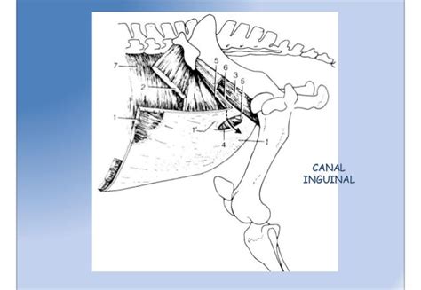 Anatomia Equino