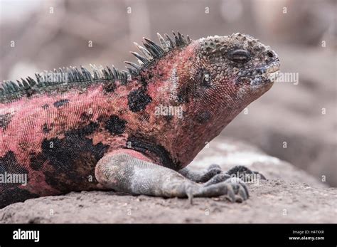 Iguana Marina Amblyrhynchus Cristatus Adulto Tumbado Sobre Una Roca