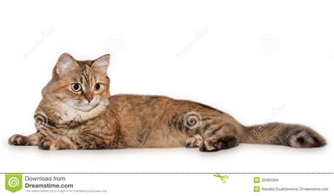 Gato De Tabby Grande Olhos Diferentes Imagem De Stock Imagem De