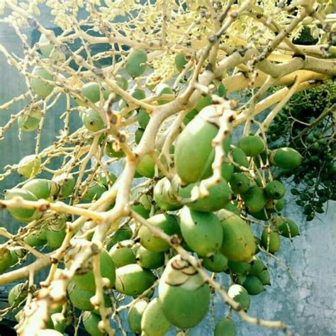 Jual Buah Pinang Muda Segar Kota Bandung Kebun Herbal Alami