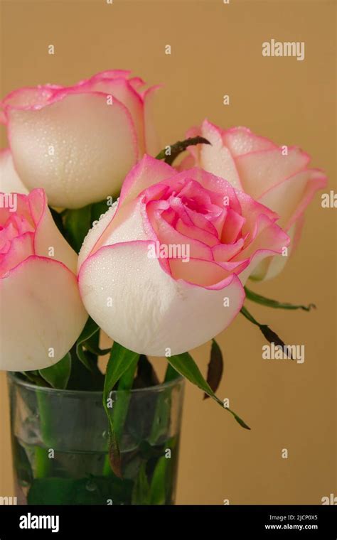 delicate pink roses  beige background minimal composition abstract