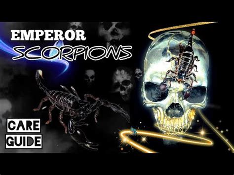 Emperor Scorpion Care Guide How To Take Care Of Scorpions Feeding