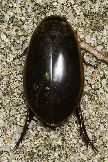 Cybister Fimbriolatus Bugguide Net