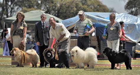 South Africa Chow Chow Shownews