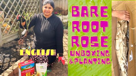 Bare Root Rose Unboxing How To Plant Bare Root Rose Planting A Bare Root Rose Youtube