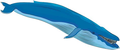 Blue Whale Png Photo Png Mart