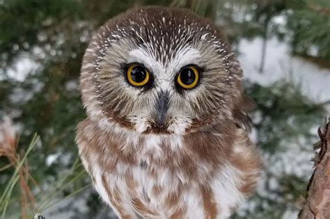 14 Owls In California Detailed Pictures Bird Feeder Hub