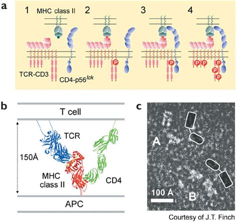 Coreceptor Interactions And Structure Implications Of Hierarchical