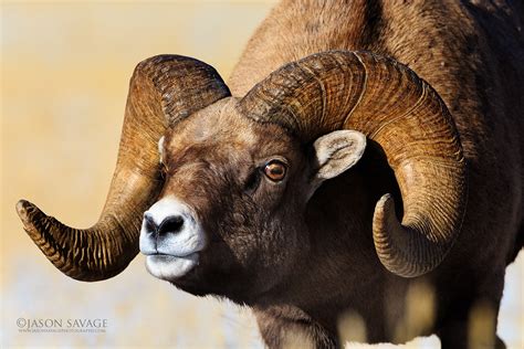 Yellowstone Wildlife | Jason Savage Photography