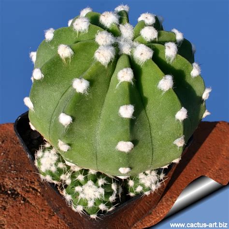 Echinopsis subdenudata (E. subdenudatus)
