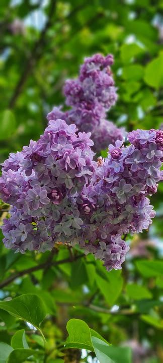 Lilac Flowers Plants Purple Free Photo On Pixabay Pixabay