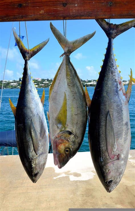 Best Tuna Fishing in March - Fanatics For Fishing