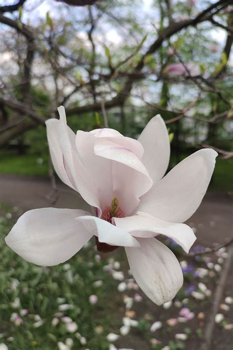 Magnolia Soulangea Magnolia × Soulangeana Duże Drzewa Galeria