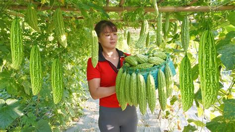 Harvesting Bitter Melon Go To Market Sell Buy Pork Leg To Cook