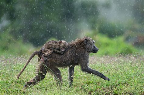 Baboon Mother and Baby | Sean Crane Photography