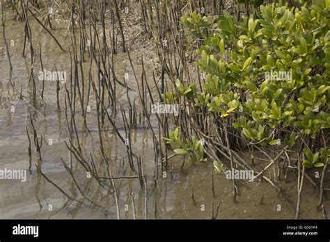 Black Mangrove Tree Pneumatophores Hi Res Stock Photography And Images