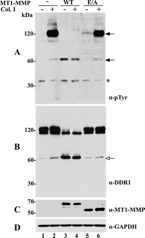 Mt1 Mmp Cleaves Ddr1 And Inhibits Collagen I Induced Receptor